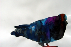 Pigeon aquarelle 79