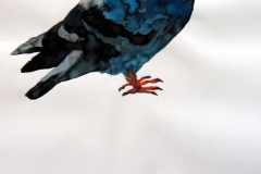 Pigeon aquarelle 85