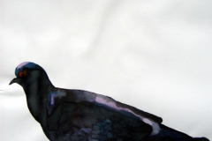 Pigeon aquarelle 89
