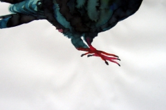 Pigeon aquarelle 113