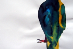 Pigeon aquarelle 117