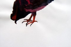 Pigeon aquarelle 118