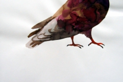 Pigeon aquarelle 119