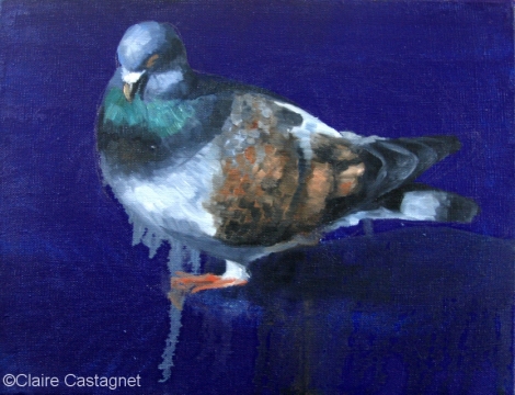 Pigeon 8