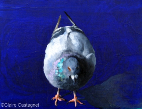 Pigeon 9