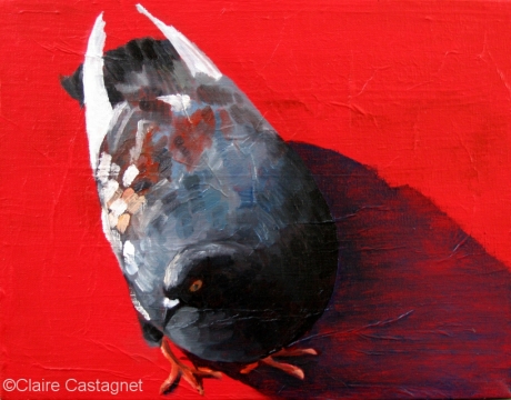 Pigeon 13