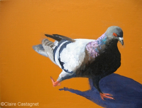 Pigeon 14