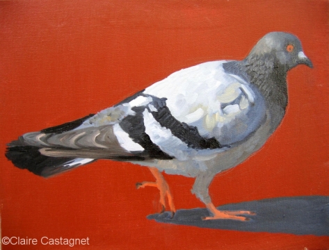 Pigeon 16