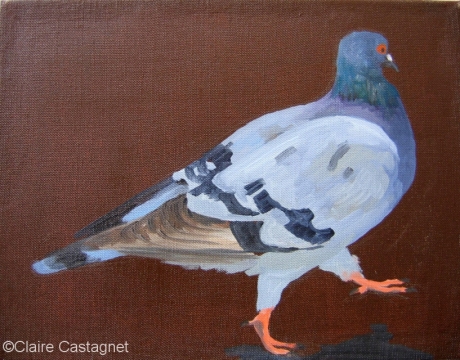 Pigeon 18