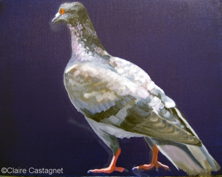 Pigeon 20
