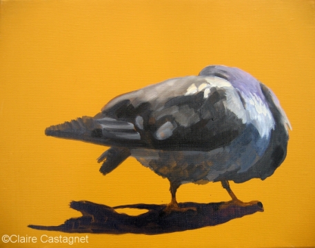 Pigeon 21