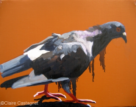 Pigeon 25