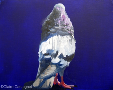 Pigeon 26