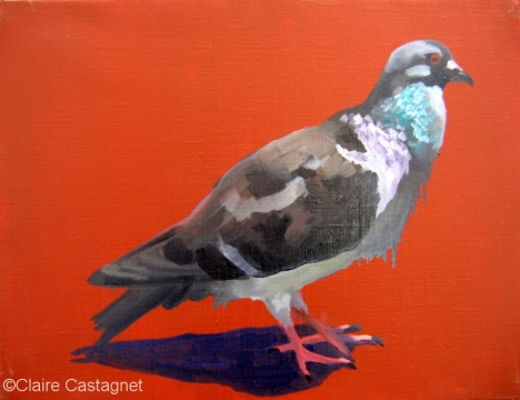 Pigeon 27