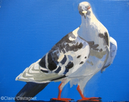 Pigeon 28