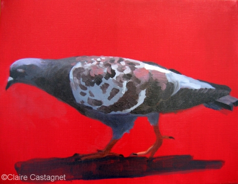 Pigeon 29