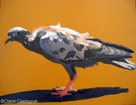 Pigeon 30