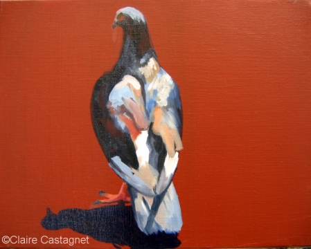 Pigeon 31