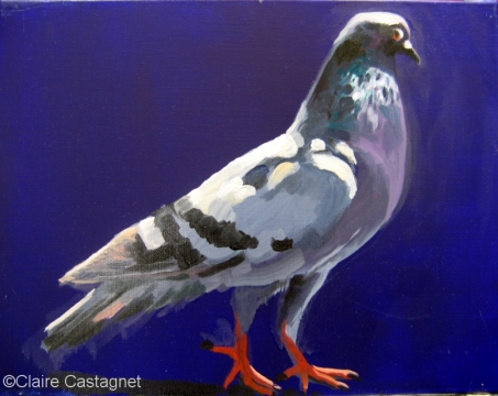 Pigeon 32