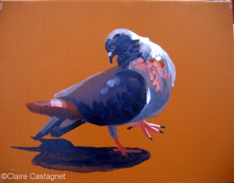 Pigeon 33