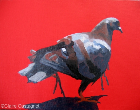Pigeon 34