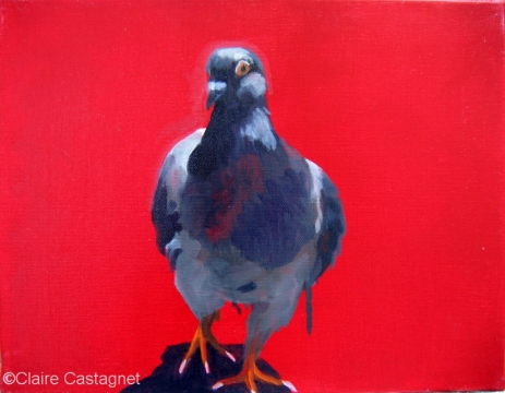 Pigeon 36