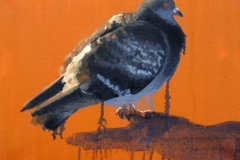 Pigeon 5