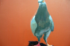 Pigeon 19