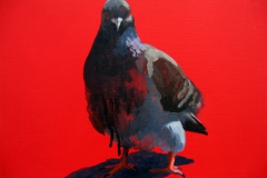 Pigeon 24