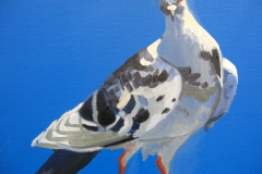 Pigeon 28