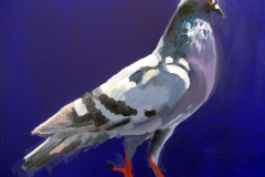 Pigeon 32