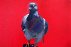 Pigeon 36